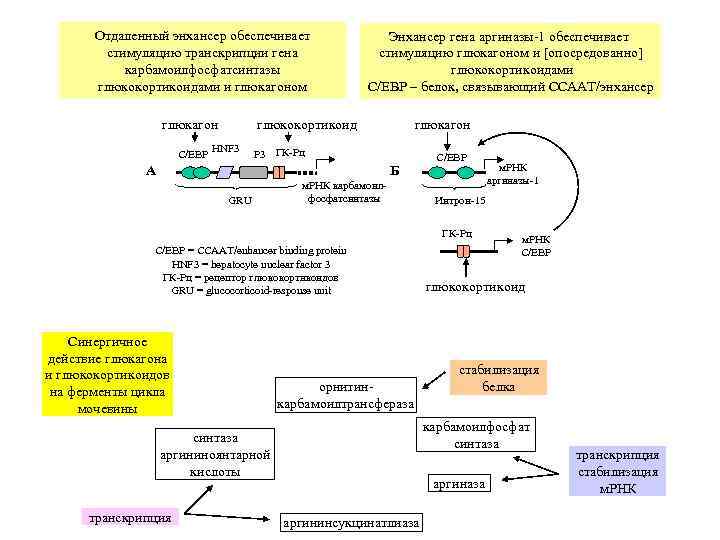 Отдаленный энхансер обеспечивает стимуляцию транскрипции гена карбамоилфосфатсинтазы глюкокортикоидами и глюкагоном глюкокортикоид глюкагон C/EBP Энхансер