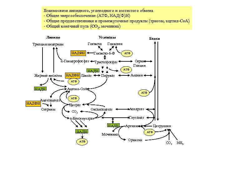 Всасывание аминокислот и глюкозы механическое. Взаимосвязь обмена углеводов, липидов и белков.. Схема белкового обмена биохимия.