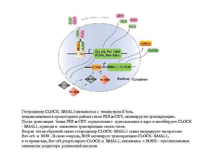Гетеродимер CLOCK- BMAL 1 связывается с энхансером E-box, локализованным в промоторном районе генов PER