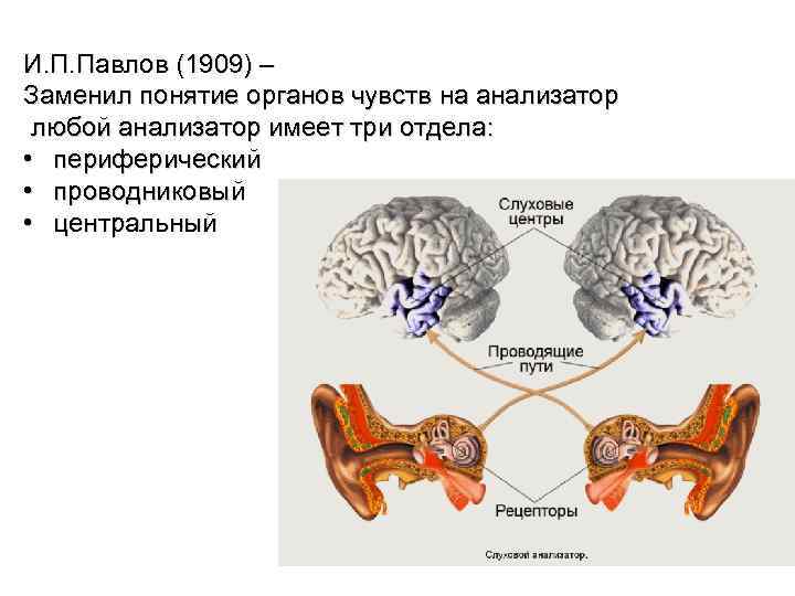 И. П. Павлов (1909) – Заменил понятие органов чувств на анализатор любой анализатор имеет