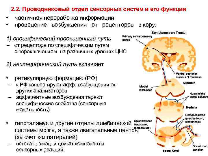 Проводниковым отделом. Специфические и неспецифические пути сенсорных систем. Принципы функционирования коркового отделов сенсорных систем. Специфический путь анализатора. Неспецифический путь сенсорной системы.