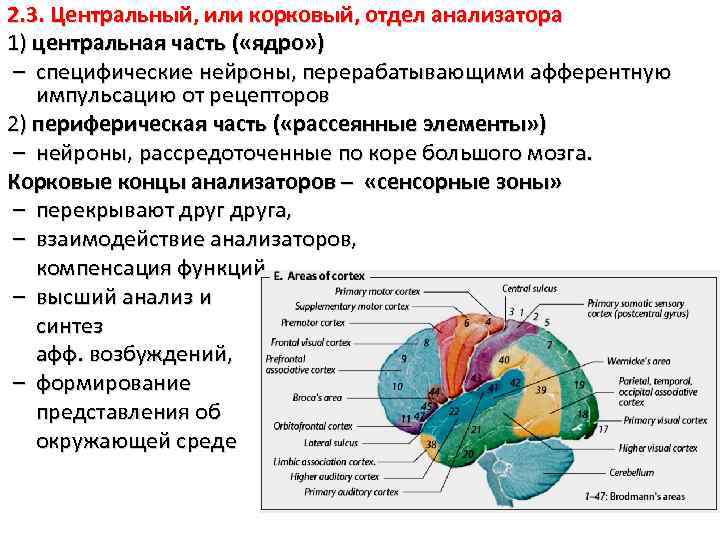 Центральный отдел анализатора