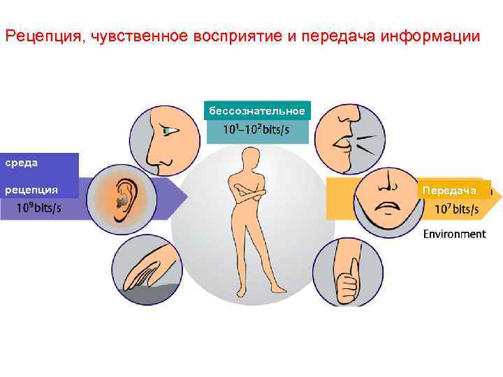 Рецепция, чувственное восприятие и передача информации бессознательное среда рецепция Передача 