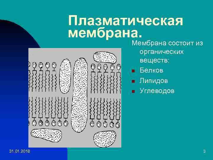 Плазматическая мембрана. Мембрана состоит из органических веществ: n Белков n Липидов n Углеводов 31.