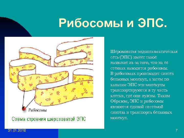 Эндоплазматическая сеть имеющая рибосомы. Рибосомы на ЭПС. Шероховатая эндоплазматическая сеть. Эндоплазматическая сеть и рибосомы.