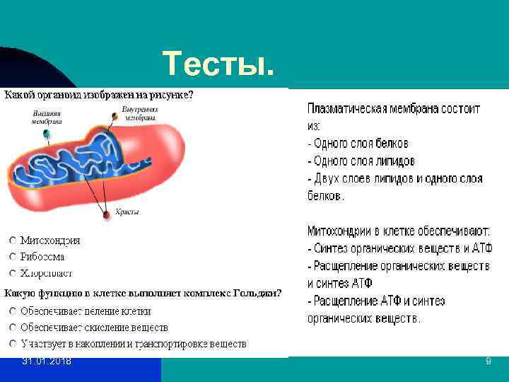 Тесты. 31. 01. 2018 9 