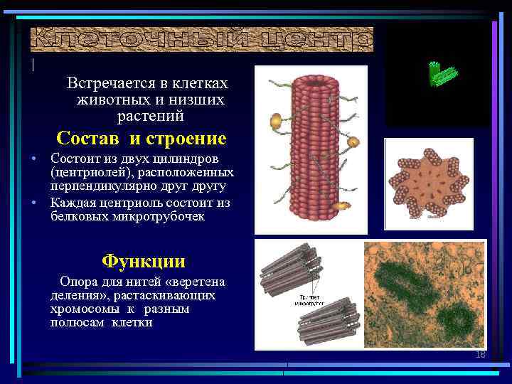 Клеточный центр строение и функции таблица