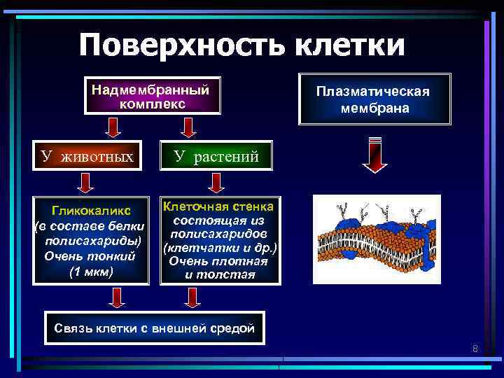 Поверхностные клетки. Надмембранный комплекс гликокаликс клеточная стенка. Надмембранный комплекс гликокаликс строение и функции. Надмембранный слой животной клетки. Гликокаликс животных клеток.