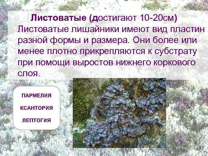 Листоватые (достигают 10 -20 см) Листоватые лишайники имеют вид пластин разной формы и размера.