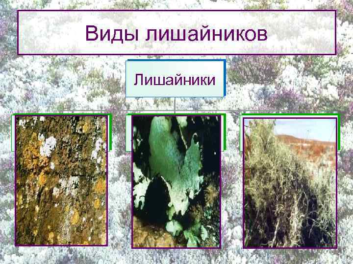Виды лишайников Лишайники Накипные Листоватые Кустистые 