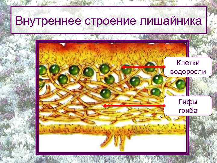 Внутреннее строение лишайника Клетки водоросли Гифы гриба 