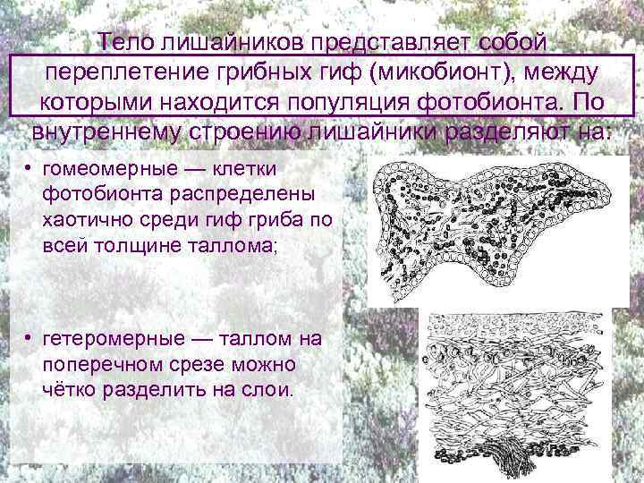 Тело лишайников представляет собой переплетение грибных гиф (микобионт), между которыми находится популяция фотобионта. По