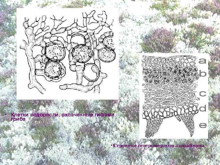  • Клетки водоросли, охваченные гифами гриба • Строение гетеромерного лишайника 
