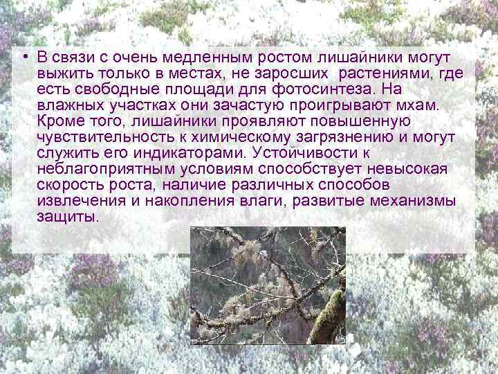  • В связи с очень медленным ростом лишайники могут выжить только в местах,