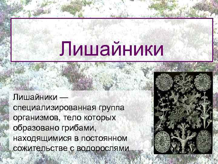 Лишайники — специализированная группа организмов, тело которых образовано грибами, находящимися в постоянном сожительстве с