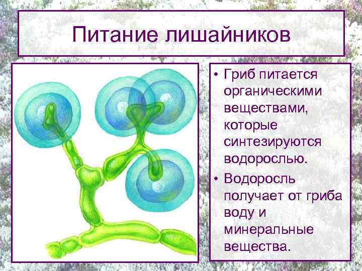 Питание лишайников • Гриб питается органическими веществами, которые синтезируются водорослью. • Водоросль получает от