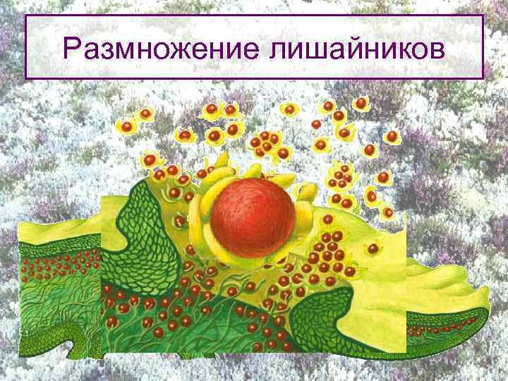 Размножение лишайников 