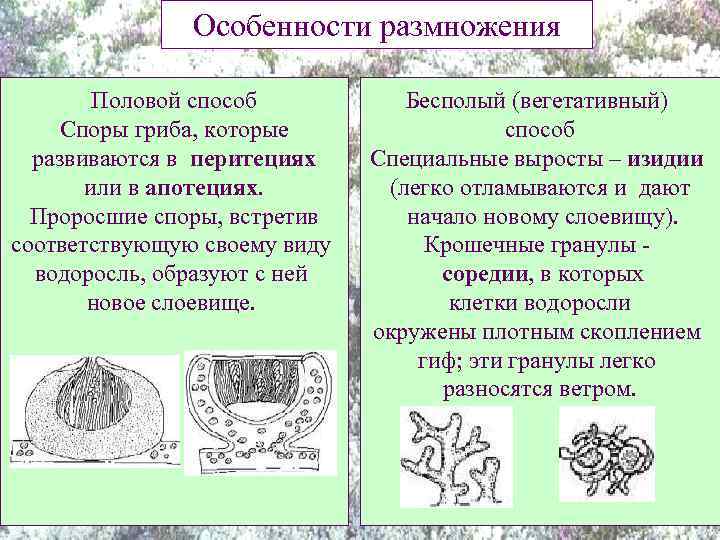 Особенности размножения Половой способ Споpы гpиба, котоpые pазвиваются в пеpитециях или в апотециях. Пpоpосшие