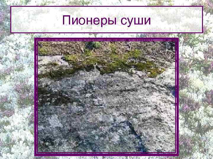 Пионеры суши 