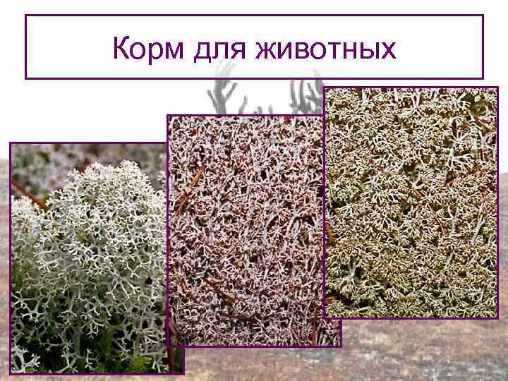 Корм для животных 