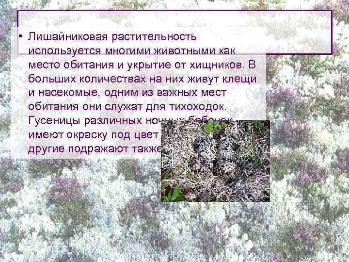  • Лишайниковая растительность используется многими животными как место обитания и укрытие от хищников.