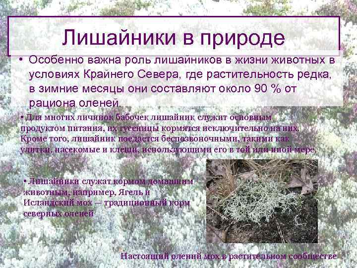 Лишайники в природе • Особенно важна роль лишайников в жизни животных в условиях Крайнего