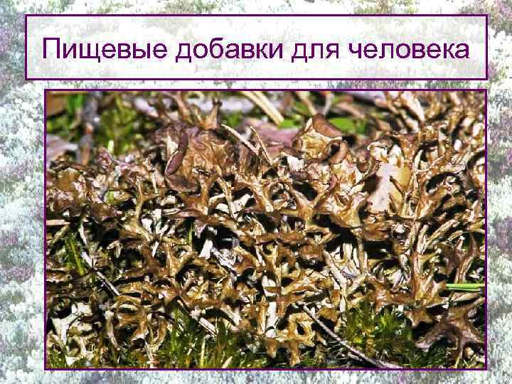 Пищевые добавки для человека 