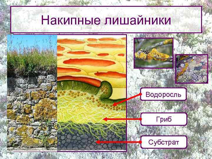Накипные лишайники Водоросль Гриб Субстрат 