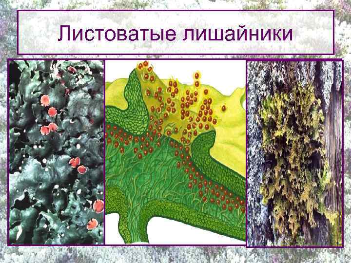 Листоватые лишайники 
