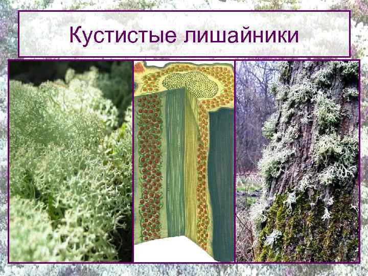 Кустистые лишайники 