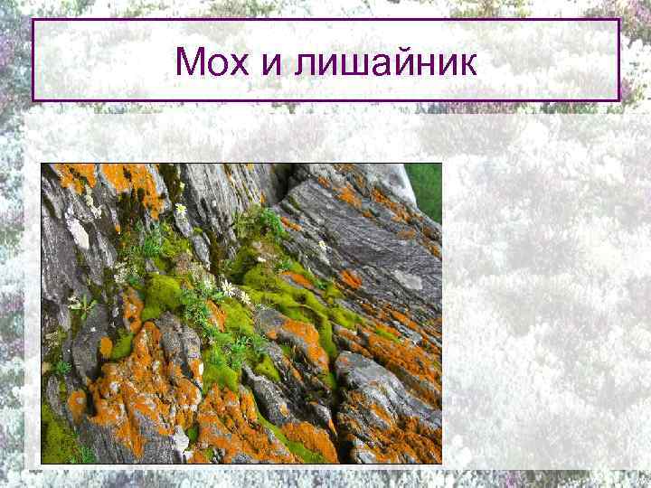 Мох и лишайник 