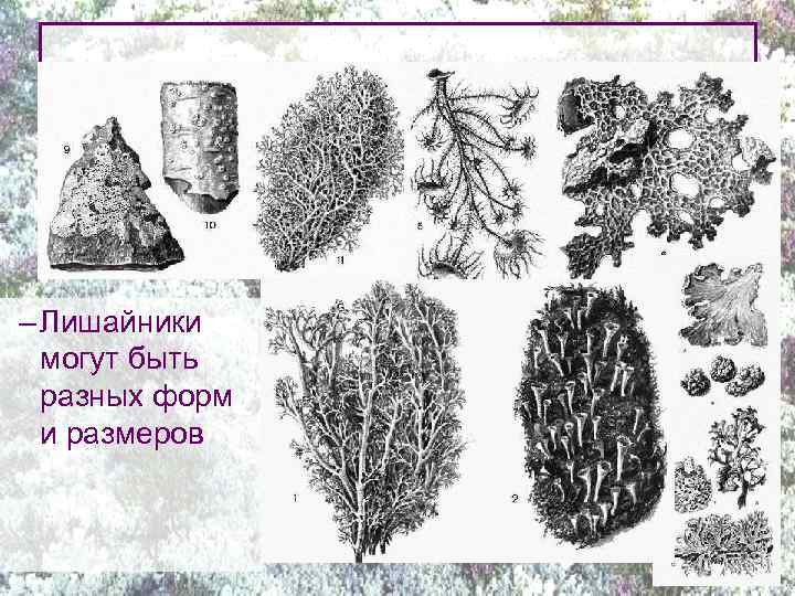 – Лишайники могут быть разных форм и размеров 