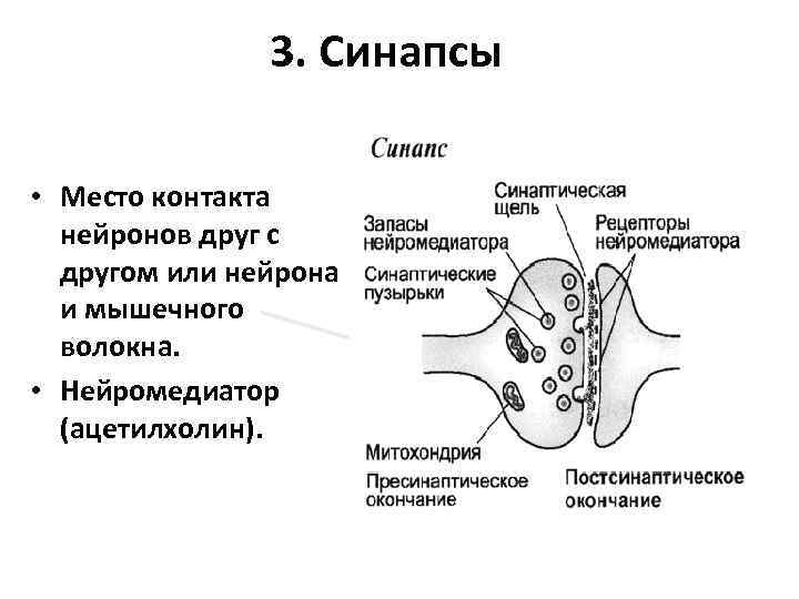 3. Синапсы • Место контакта нейронов друг с другом или нейрона и мышечного волокна.