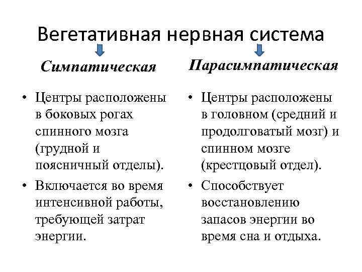 Вегетативная нервная система Симпатическая • Центры расположены в боковых рогах спинного мозга (грудной и
