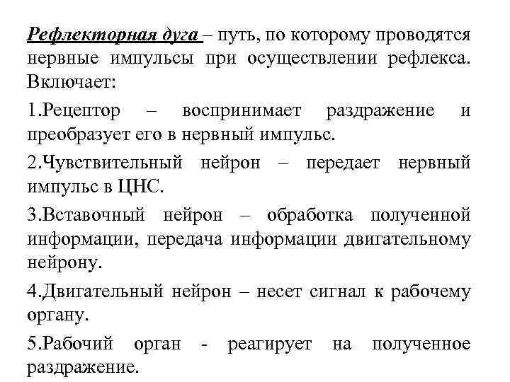 Рефлекторная дуга – путь, по которому проводятся нервные импульсы при осуществлении рефлекса. Включает: 1.
