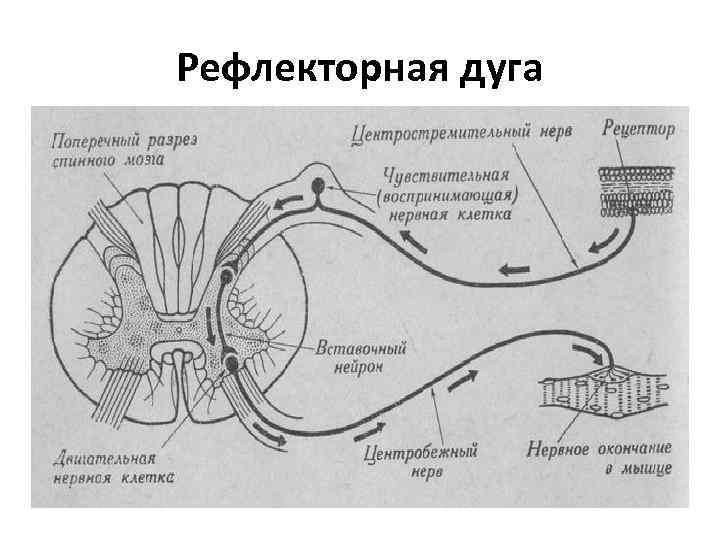 Рефлекторная дуга 