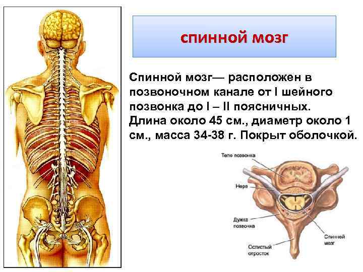 спинной мозг Спинной мозг— расположен в позвоночном канале от I шейного позвонка до I