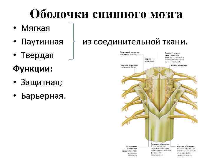Оболочки спинного мозга • Мягкая • Паутинная • Твердая Функции: • Защитная; • Барьерная.