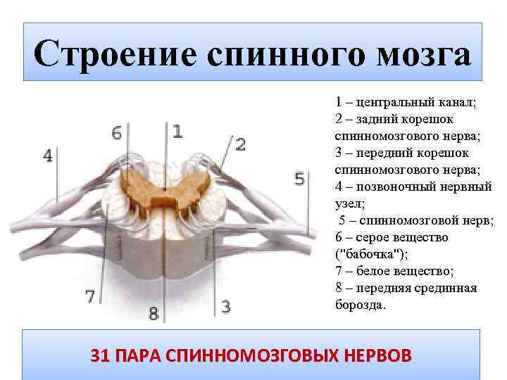 Строение спинного мозга 1 – центральный канал; 2 – задний корешок спинномозгового нерва; 3