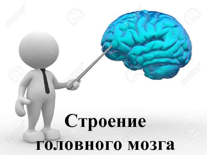 Строение головного мозга 