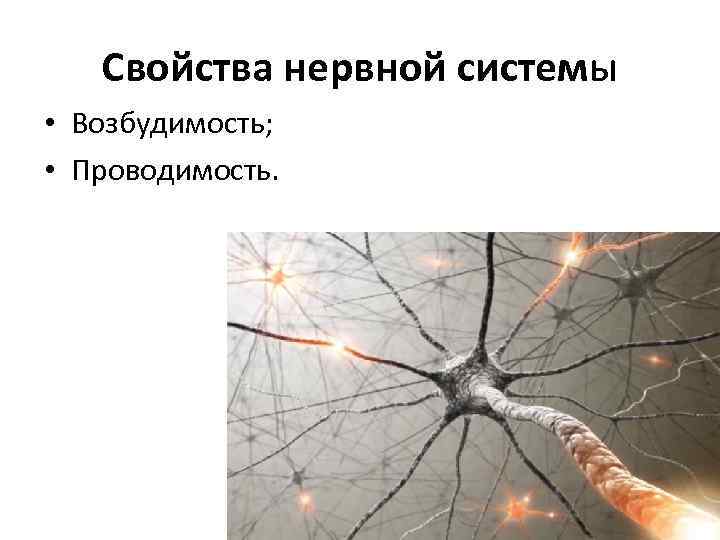 Свойства нервной системы • Возбудимость; • Проводимость. 