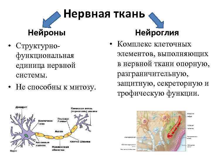 Нервная ткань Нейроны • Структурнофункциональная единица нервной системы. • Не способны к митозу. Нейроглия