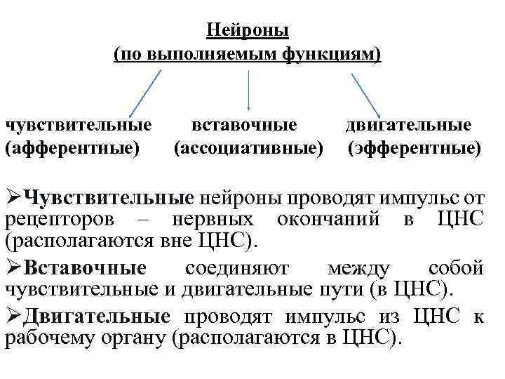 Нейроны (по выполняемым функциям) чувствительные (афферентные) вставочные (ассоциативные) двигательные (эфферентные) ØЧувствительные нейроны проводят импульс