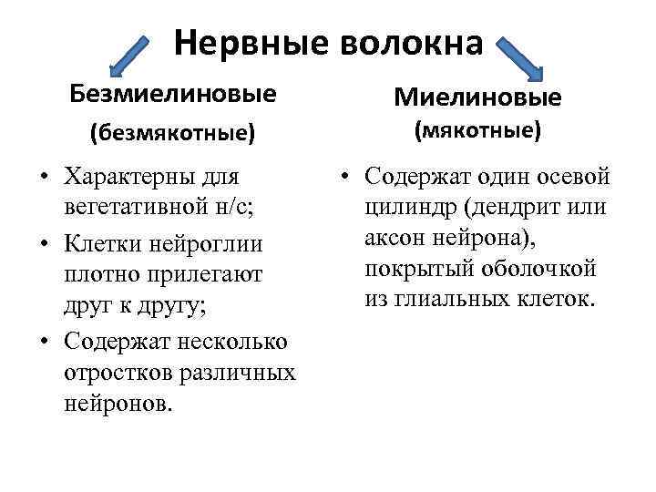 Нервные волокна Безмиелиновые Миелиновые (безмякотные) (мякотные) • Характерны для вегетативной н/с; • Клетки нейроглии