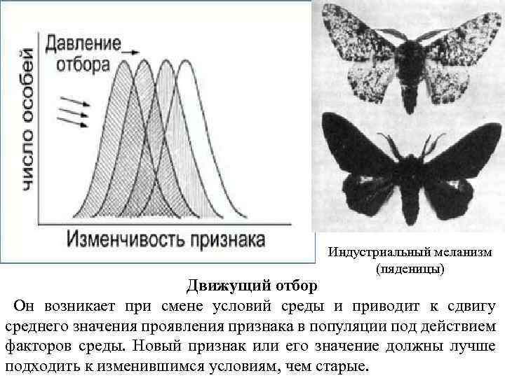 Появление индустриального меланизма у бабочек