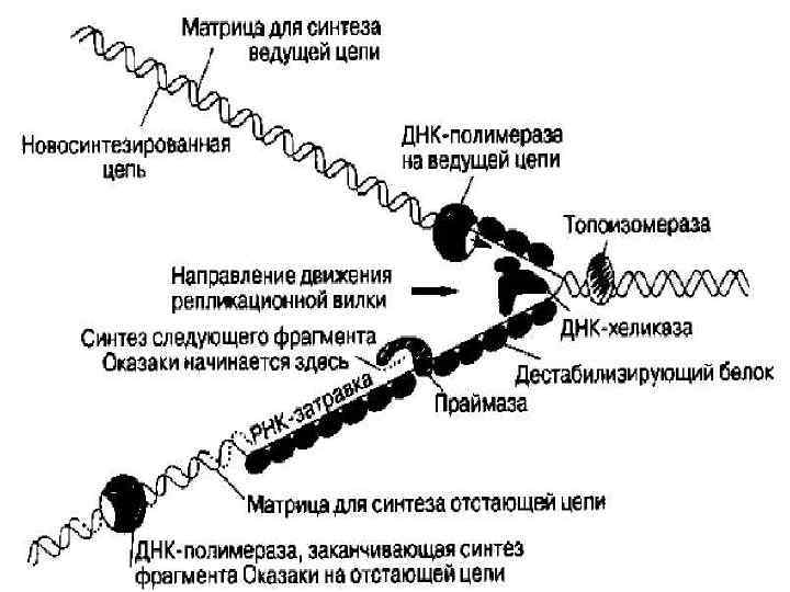 Матричная цепь днк. Репликативная вилка Синтез ведущей цепи. Синтез отстающей цепи ДНК. Матрица для синтеза. Синтез отстающей цепи репликационной вилки ДНК.