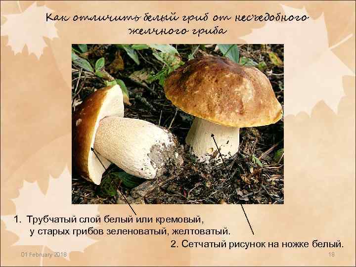 Как отличить белый гриб от несъедобного желчного гриба 1. Трубчатый слой белый или кремовый,