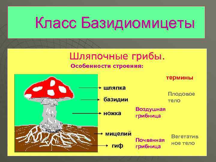 Класс Базидиомицеты Шляпочные грибы. Особенности строения: термины шляпка Плодовое тело базидии ножка Воздушная грибница