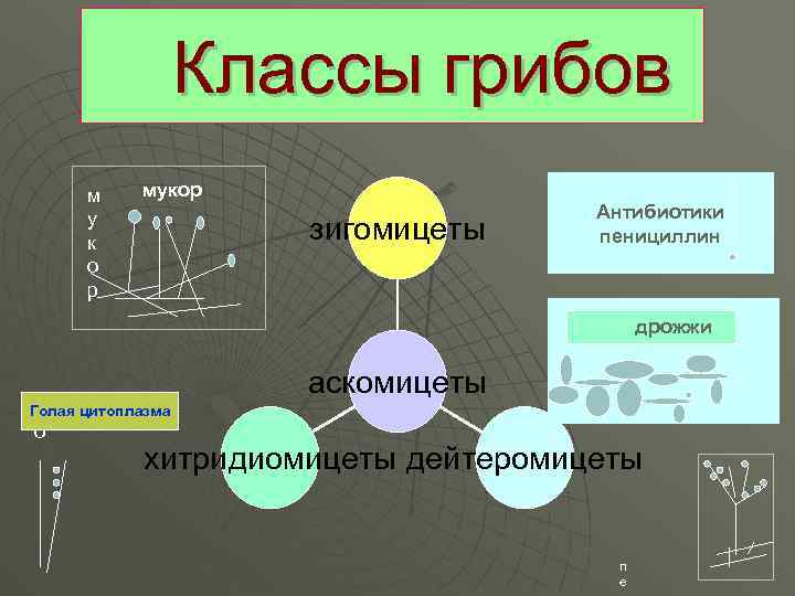 Классы грибов м у к о р мукор зигомицеты Антибиотики пенициллин дрожжи г Голая