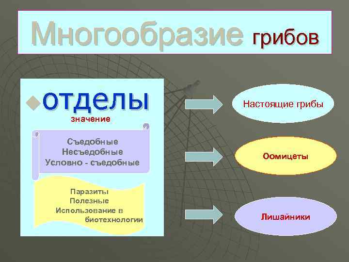 Многообразие грибов отделы u Настоящие грибы значение Съедобные Несъедобные Условно - съедобные Паразиты Полезные